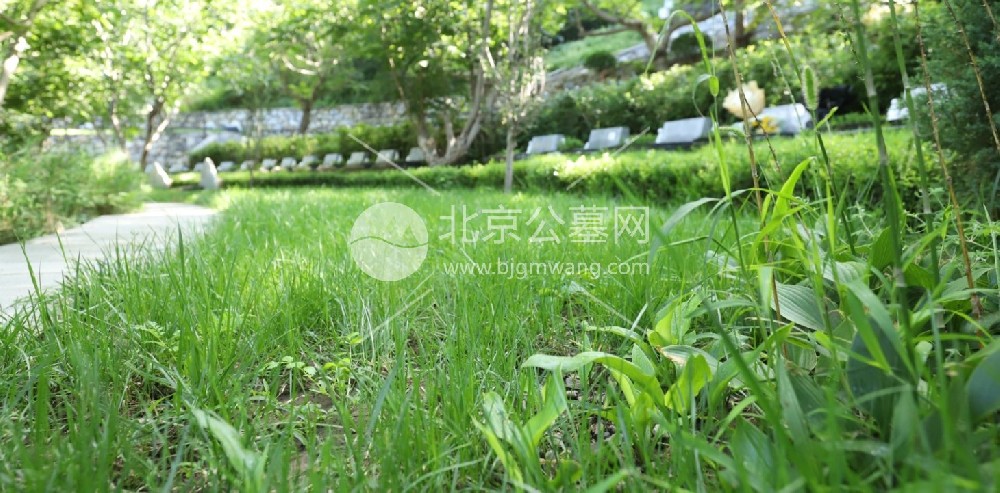 九公山长城纪念林有树葬吗？